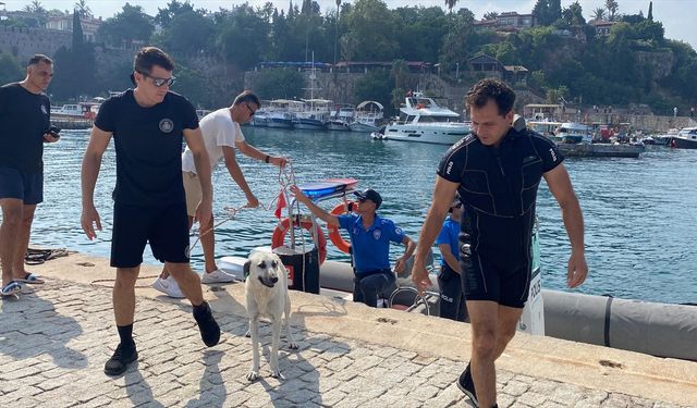 Antalya'da falezlerde mahsur kalan köpeği deniz polisi kurtardı