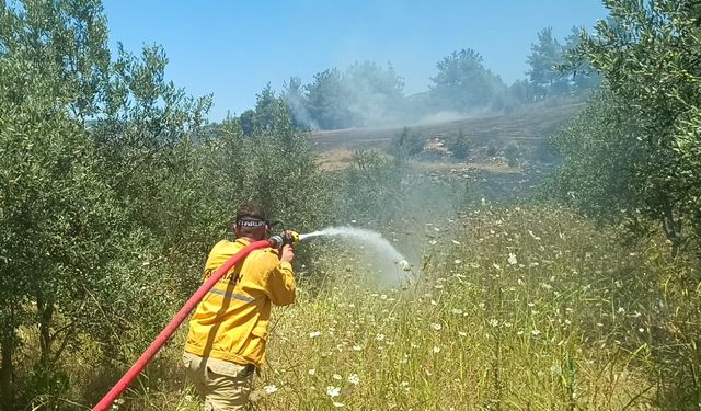 Adana'da çıkan anız yangını zeytinlik ve ormanlık alana sıçradı