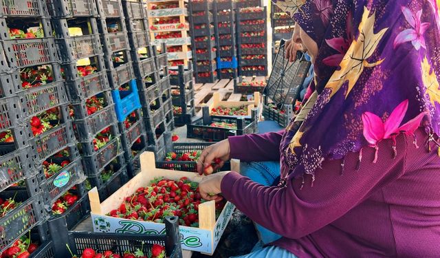 Hatay'da çilek hasadı devam ediyor