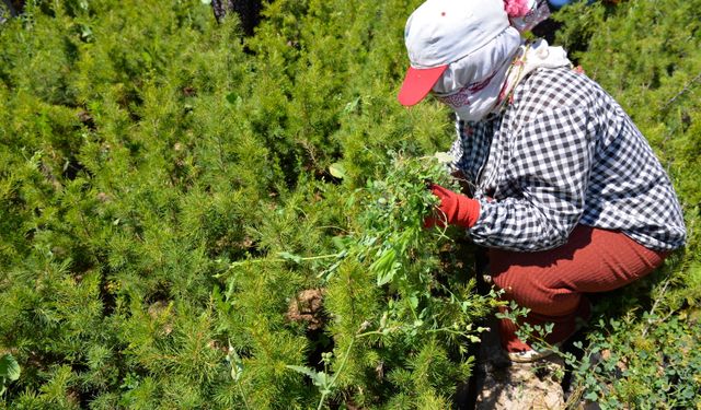 Kahramanmaraş'ta yetiştirilen fidanlar yanan ormanlık alanları yeşillendirecek