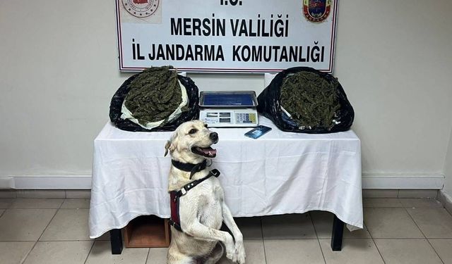 Mersin'de 14 kilo 350 gram esrar ele geçirildi