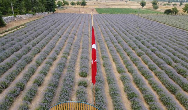 Fekeli lavanta üreticileri sahte ürünlere karşı tüketiciyi uyardı