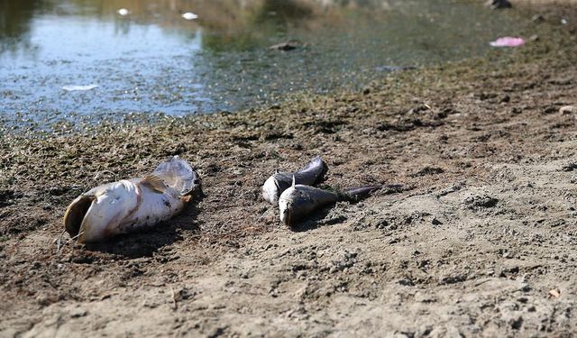 Çömlekköy Göleti'nde kritik seviye: Toplu balık ölümleri yaşandı