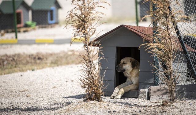 Başıboş köpeklere yönelik uygulama yönetmeliği geliyor