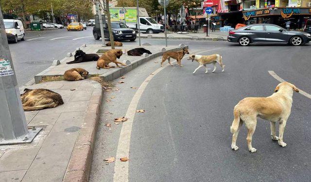 Başıboş köpeklere yönelik kanun teklifinin ilk 5 maddesi kabul edildi