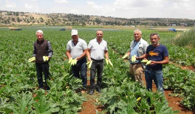 Kabak üreticisi ihracat için yeni ülkeler arıyor