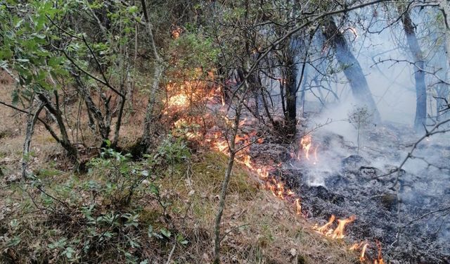 Balıkesir'de ormanlık alanda yangın