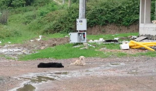 Ordu'da başıboş köpekler kuzulara saldırdı