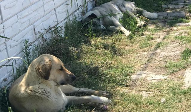 Sıcak havalar köpekleri saldırganlaştırıyor