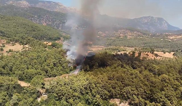 Muğla'nın Milas ilçesinde orman yangını çıktı