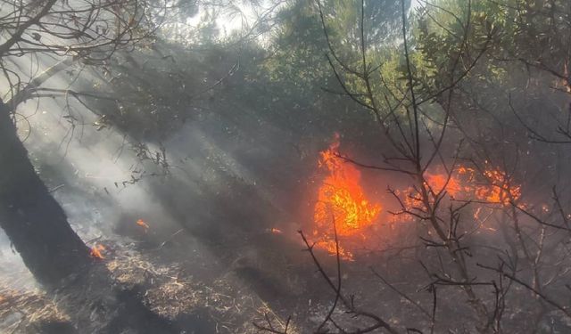 Bursa'da ormanlık alanda yangın