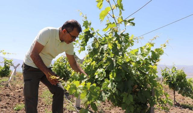 Emekli olup memleketine döndü, atıl araziyi üzüm bahçesine dönüştürdü