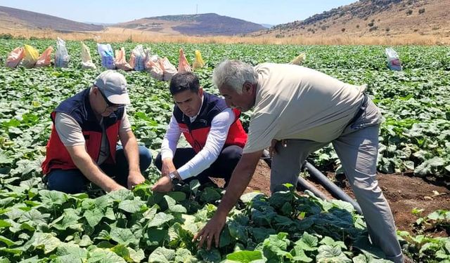 Üretim yapılan arazilerde incelemelerde bulunuldu