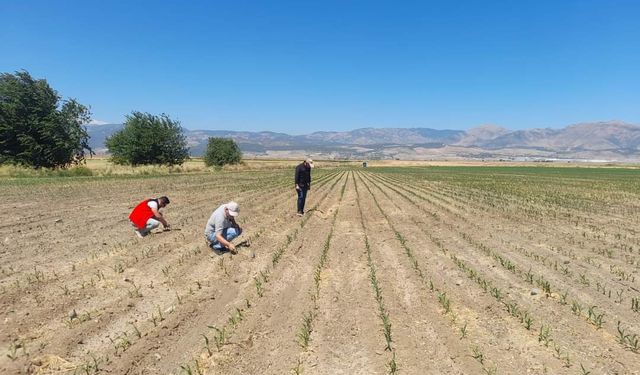 Kahramanmaraş'ta güz tırtılına karşı önlem alındı