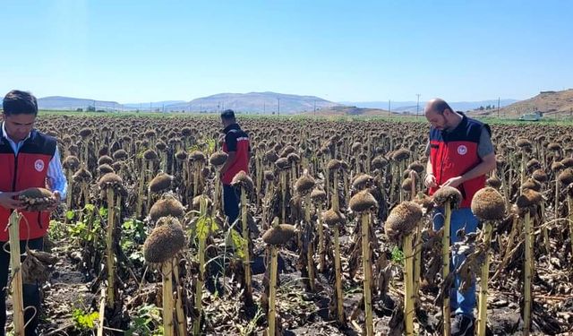 Kahramanmaraş'ta çerezlik ayçiçeği hasadı gerçekleştirildi