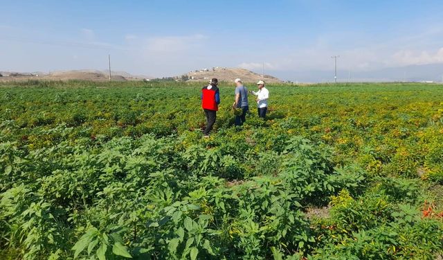 Kahramanmaraş'ta Maraş Kırmızı Biberi ekim alanlarındaki kontroller devam ediyor