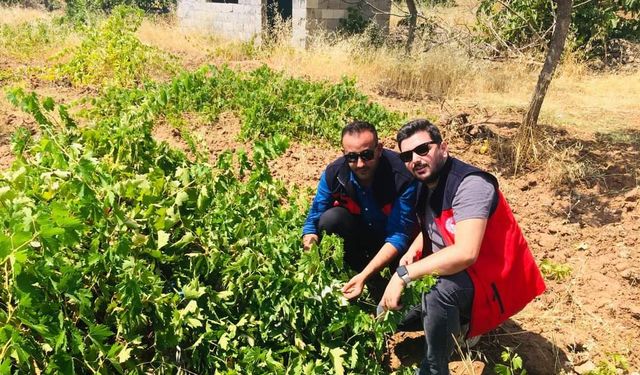 Kahramanmaraş'ta bağ salkım ilaçlama devam ediyor