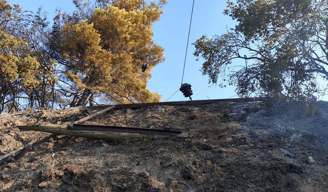 Aydın'da ormanlık ve zeytinlik alandaki yangın kontrol altına alındı