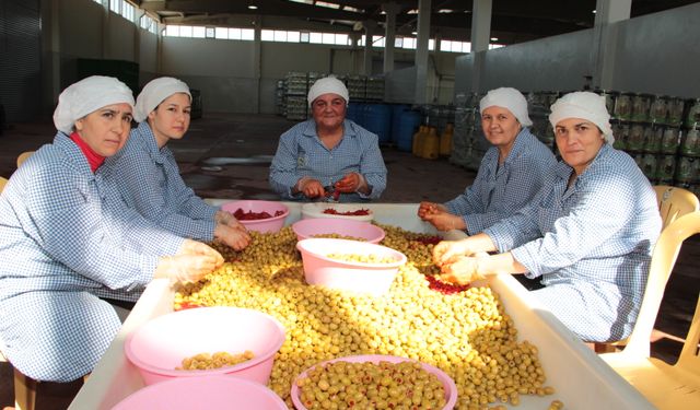 Sofralık zeytin ihracatı 200 milyon dolara koşuyor