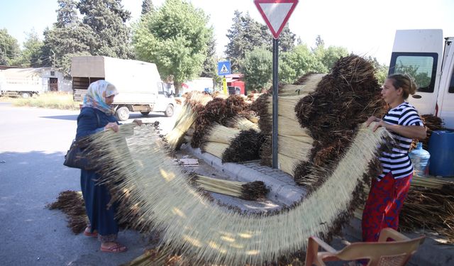 Kahramanmaraş'ta mevsimlik işçiler "çiğ" mesaisinde