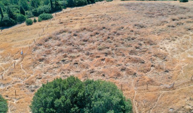 Ağaçlandırmada "hilal" ve "baklava" setleri olumlu sonuç verdi