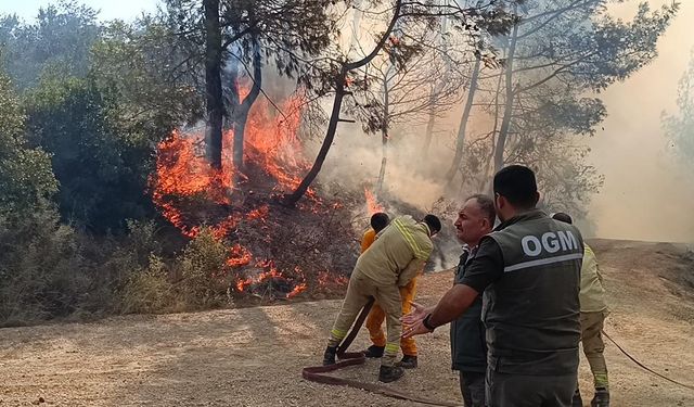 Orman yangınları artarken etkilenen alan azaldı