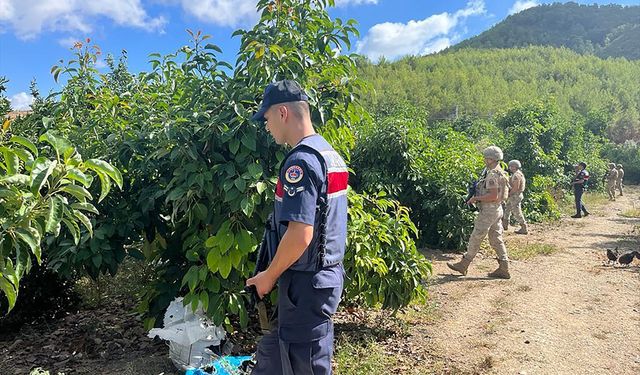 Alanya'da jandarma, tropikal meyve hırsızlığına karşı denetim yapıyor