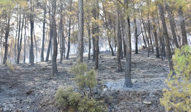 Antalya'nın Serik ilçesindeki orman yangını kontrol altına alındı