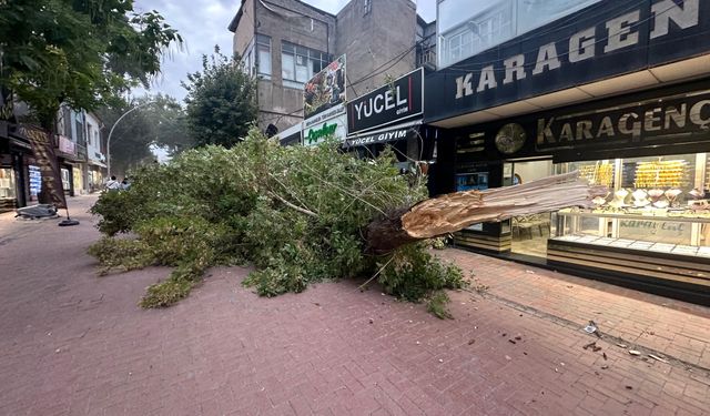 Kahramanmaraş'ta şiddetli rüzgar nedeniyle ağacın devrilmesi güvenlik kamerasında