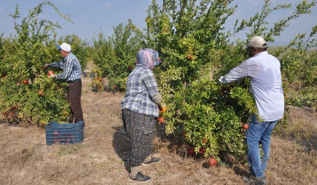 Mersin'de nar üreticisinin hasat mesaisi başladı