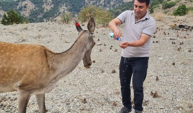 Salda Gölü çevresine salınan kızıl geyikler görüntülendi