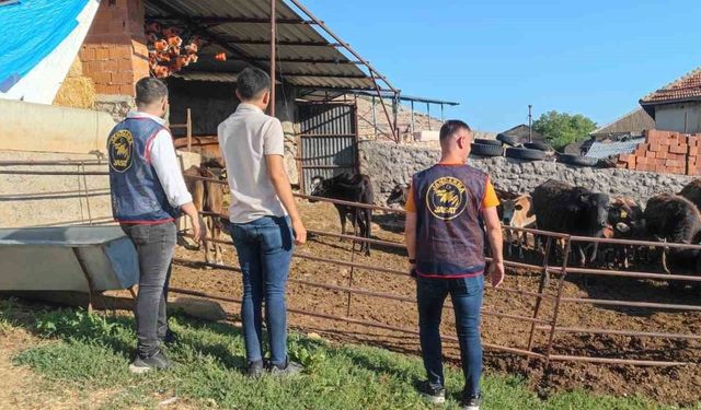 Afyonkarahisar’da çalınan büyükbaş hayvanlar Isparta’da bulundu