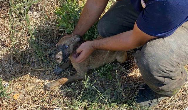 Kuyuya düşen yavru köpeği itfaiye kurtardı