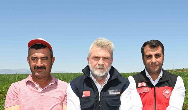 Maraş biberinde hasat dönemi başladı