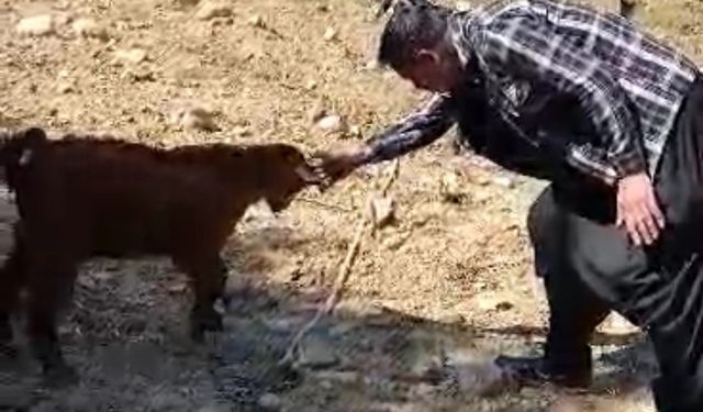 Oğlak ile oyun oynayarak keyifli anlar yaşadı