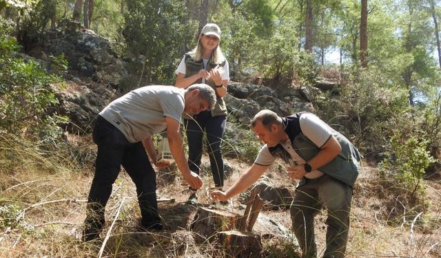 Ormanlara zarar veren böceklere karşı biyolojik mücadele