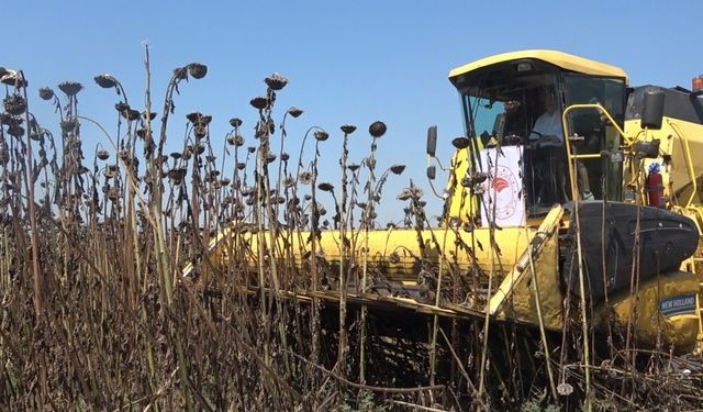 Osmaniye’de Ayçiçek hasadı başladı