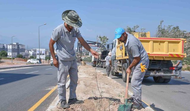 Zeytin Dalı Şehitleri Caddesi’ne 100 zeytin fidanı