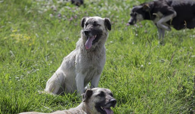 Sinop'ta başıboş köpeğin saldırısına uğrayan çocuk yaralandı