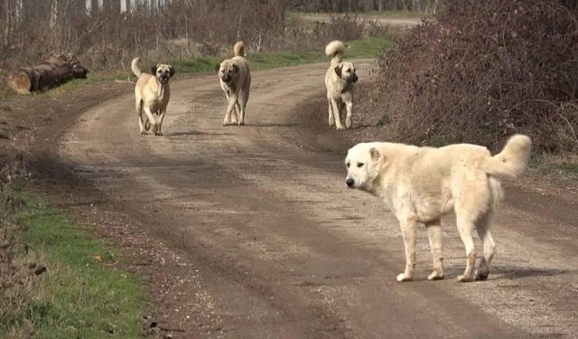 Çanakkale'de başıboş köpeklerin saldırısına uğrayan kişi yaralandı