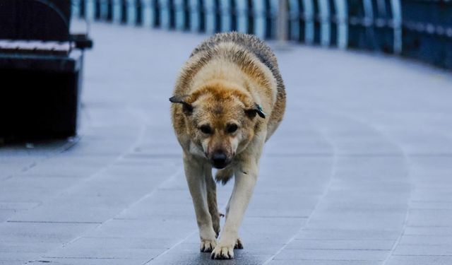 Başıboş sokak köpeğinin ısırdığı İrlandalı turist İBB'ye dava açtı