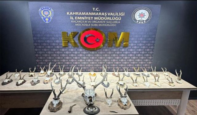 Karaca ve Geyik Trofesi Kaçakçılığına Büyük Darbe