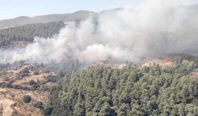 Muğla'da orman yangını