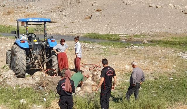 Kahramanmaraş’ta Bataklığa Saplanan Büyükbaşı İtfaiye Kurtardı