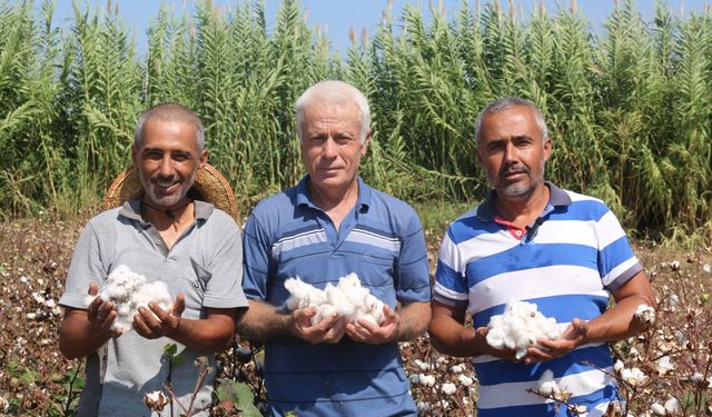 Antalya'da pamuk hasadı başladı