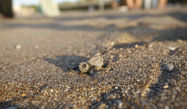 Antalya'nın Belek ve Kızılot sahillerindeki caretta caretta yuva sayısı 6 bine ulaştı