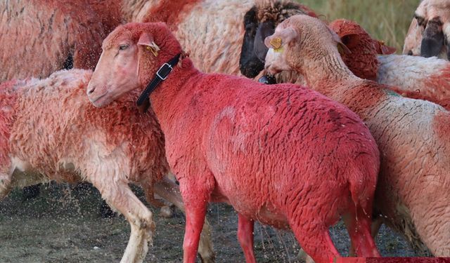 Burdur'da sudan koyun geçirme geleneği asırlardır yaşatılıyor