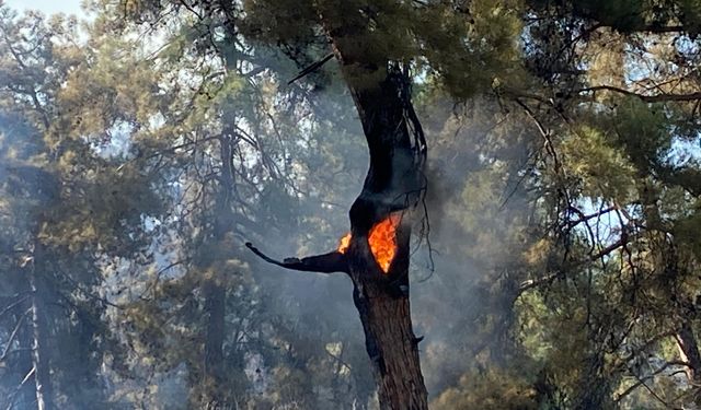 Antalya'nın Kaş ilçesinde çıkan orman yangını kontrol altına alındı