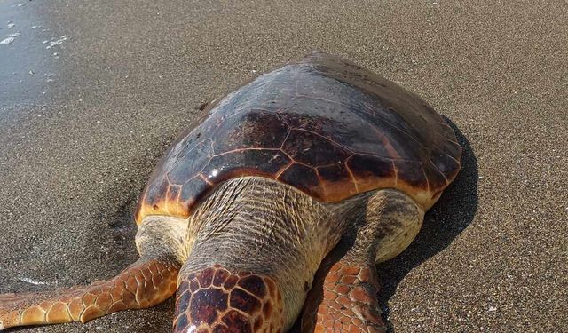 Hatay'da sahilde ölü caretta caretta bulundu