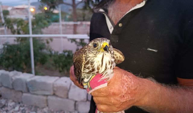 Hatay'da yaralı bulunan atmaca tedaviye alındı